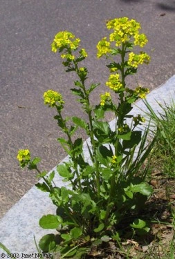 Winter Cress-Barbarea Vulgaris - Img 6
