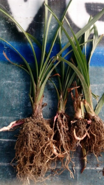 Yucca filamentosa - Img 2