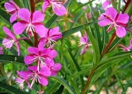 Zburatoarea-Epilobium angustifolium - Img 2