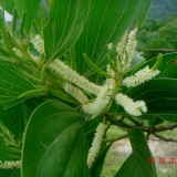 Acacia Mangium