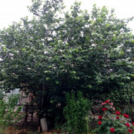 Alun-Corylus avellana