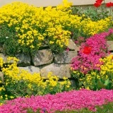 Alyssum saxatile Gold - Img 4
