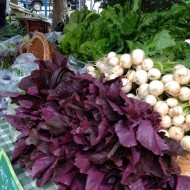 Amaranthus Red Army