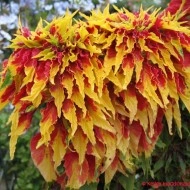 Amaranthus tricolor Splendens