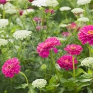 Ammi Visnaga-Marar salbatic - Img 6