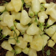 Ardei iute Aji White Fantasy