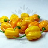 Ardei iute Habanero Yellow