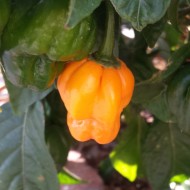 Ardei iute Scotch Bonnet Trinidad Yellow