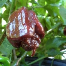 Ardei iute Trinidad Scorpion Moruga Chocolate - Img 3