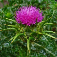 Armurariu-Silybum Marianum