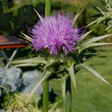 Armurariu-Silybum Marianum