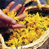 Arnica montana - Img 6