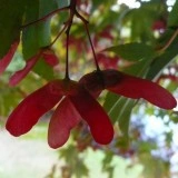 Artar japonez-Acer palmatum atropurpurea - Img 7