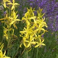 Asphodeline lutea - Img 2