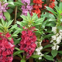 Balsamine-Impatiens Balsamina mix