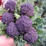 Broccoli Summer Purple