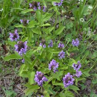 Busuioc de camp-Prunella Vulgaris