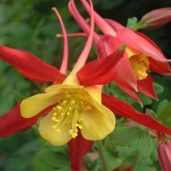 Caldarusa Aquilegia Caerulea Koralle