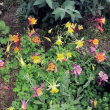 Caldarusa-Aquilegia Mrs.Scott Elliott