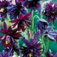 Caldarusa-Aquilegia vulgaris Black Barlow - Img 2
