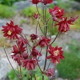 Caldarusa-Aquilegia vulgaris Double Rubies - Img 2