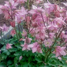Caldarusa-Aquilegia Vulgaris Pink