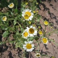 Calomfir-Tanacetum Balsamita - Img 4