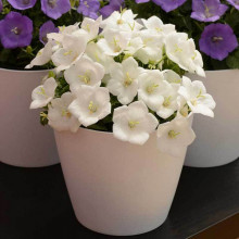 Campanula Carpatica white