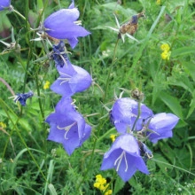 Campanula Rotundifolia - Img 4