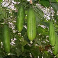Castravete Luffa cylindrica - Img 3