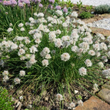 Ceapa de tuns-Chives