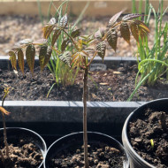 Cedru Chinezesc-Toona Sinensis