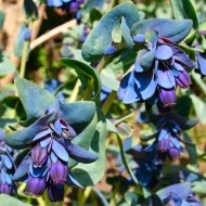 Cerinthe major purpurascens