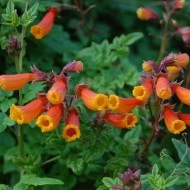 Chilean Glory Vine-Eccremocarpus Scaber