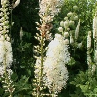 Cimicifuga racemosa