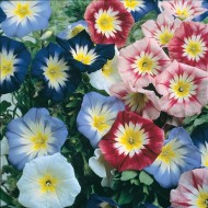 Convolvulus tricolor mix