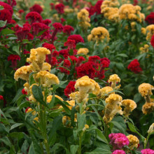Creasta cocosului batuta mix-Celosia Argentea Cristata Nana