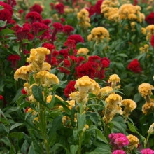 Creasta cocosului batuta mix-Celosia Argentea Cristata Nana - Img 4