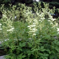 Creţușca-Filipendula ulmaria