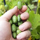 Cucamelon-Scabra Melothria