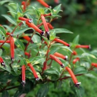 Cuphea ignea