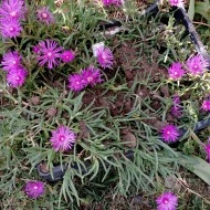 Delosperma Cooperi-Floarea de cristal - Img 4
