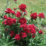Dianthus barbatus-Garoafa turceasca Scarlet Beauty - Img 2