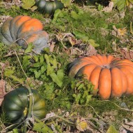 Dovleac Musquee de Provence
