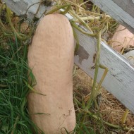 Dovleac Pink Banana Jumbo