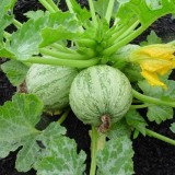 Dovlecel zucchini Ronde de nice