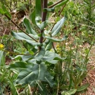 Drobusor-Isatis Tinctoria - Img 4