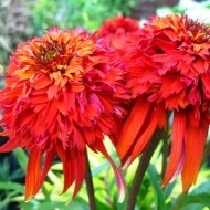 Echinacea Hot Papaya