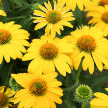 Echinacea Yellow