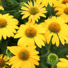 Echinacea Yellow - Img 2
